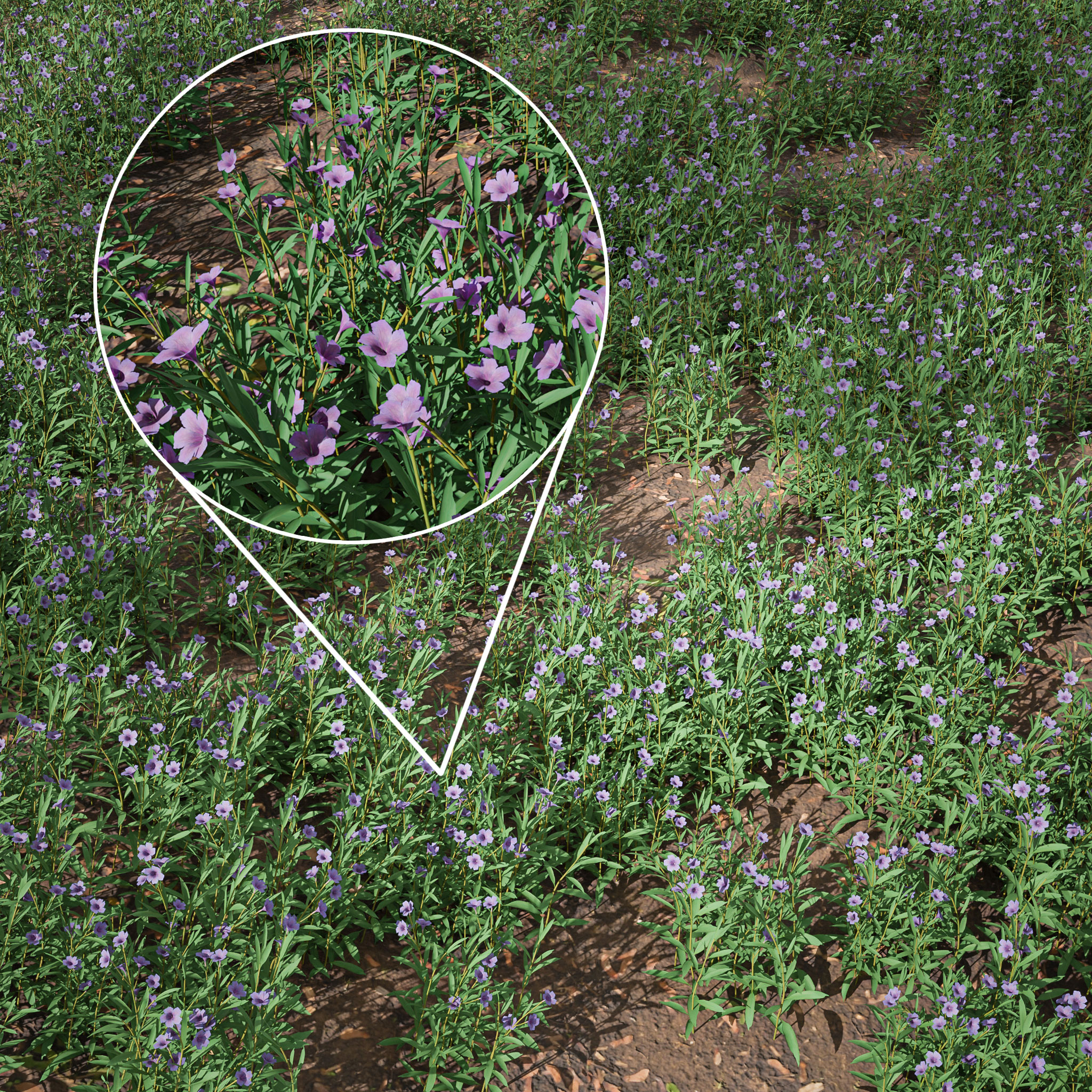 HQ Ruellia simplex
